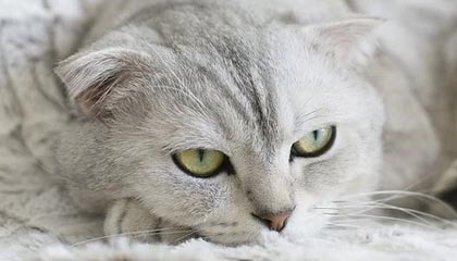 Leyu Sports (乐鱼体育)-赛程密集与欧战赛程对阵容轮换策略影响，欧战新赛制