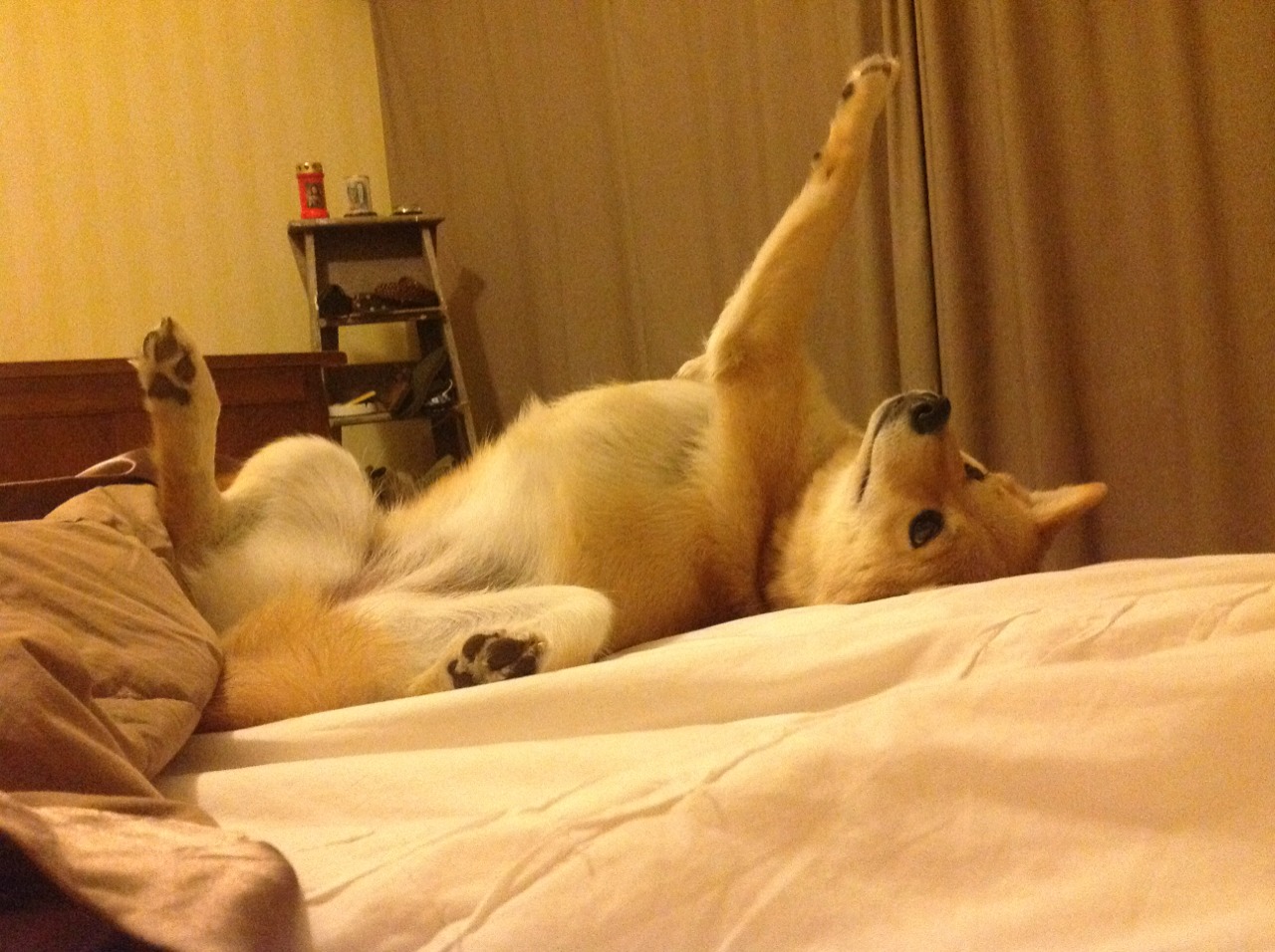 印度乒乓赛制深度解析:如何激发本土选手潜力,印度世乒赛