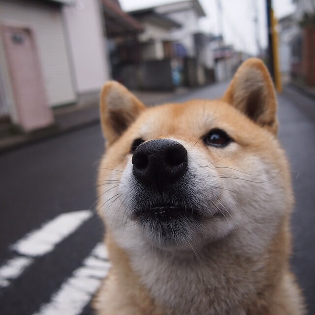 Leyu Sports (乐鱼体育)-未来十年：澳大利亚乒乓球的潜力与发展前景，澳大利亚 乒乓球运动员名单