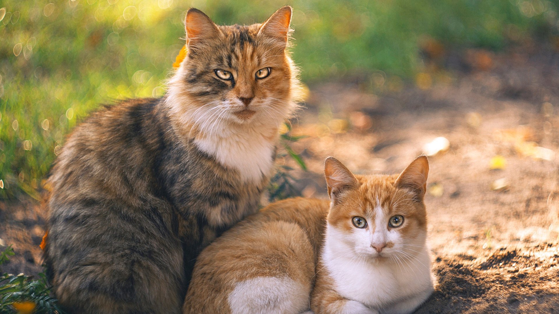 联盟节奏最慢球队是否具备更多控场老将,节奏最快的联赛