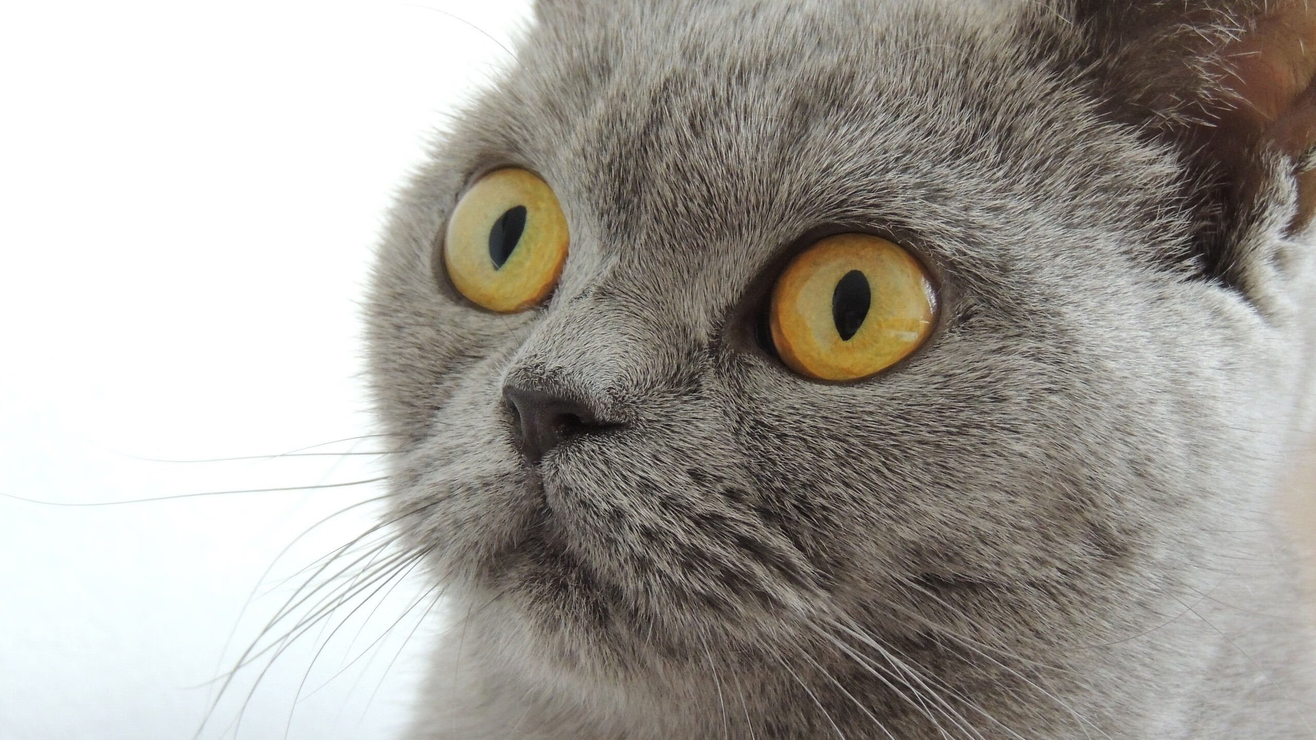 leyu乐鱼在线登录入口-蒙彼利埃加强中路渗透制造射门机会，蒙彼利埃值得练吗