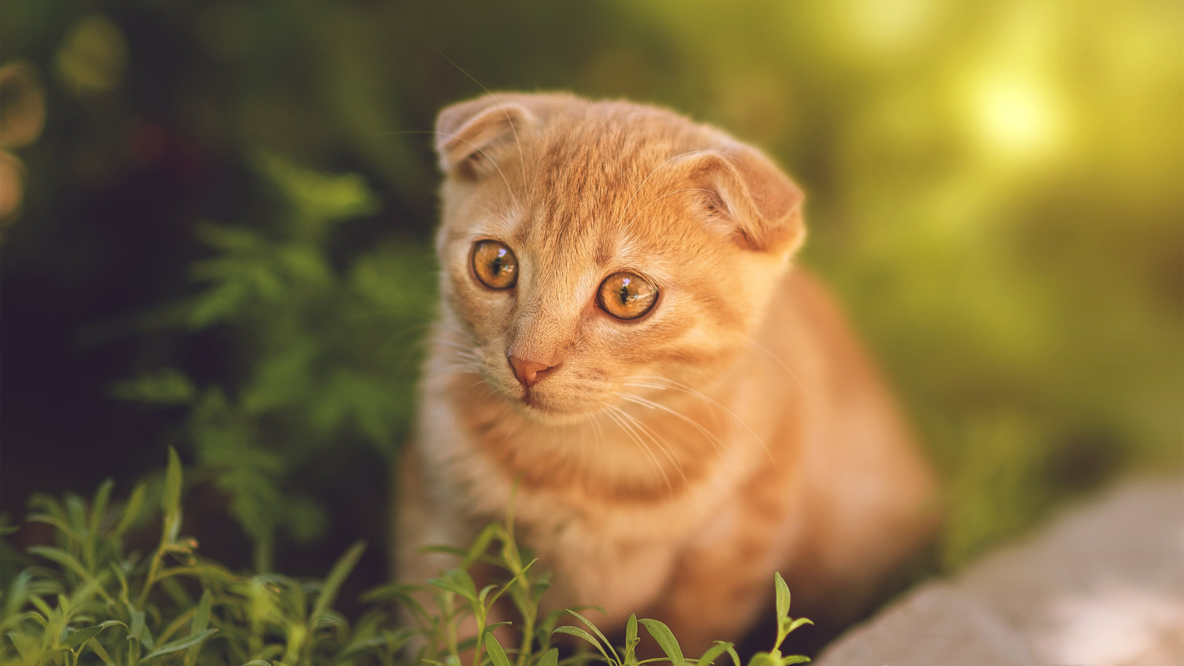 中小学篮球兴趣社团纳入课后服务项目拓展参与渠道,小学篮球社团展示项目