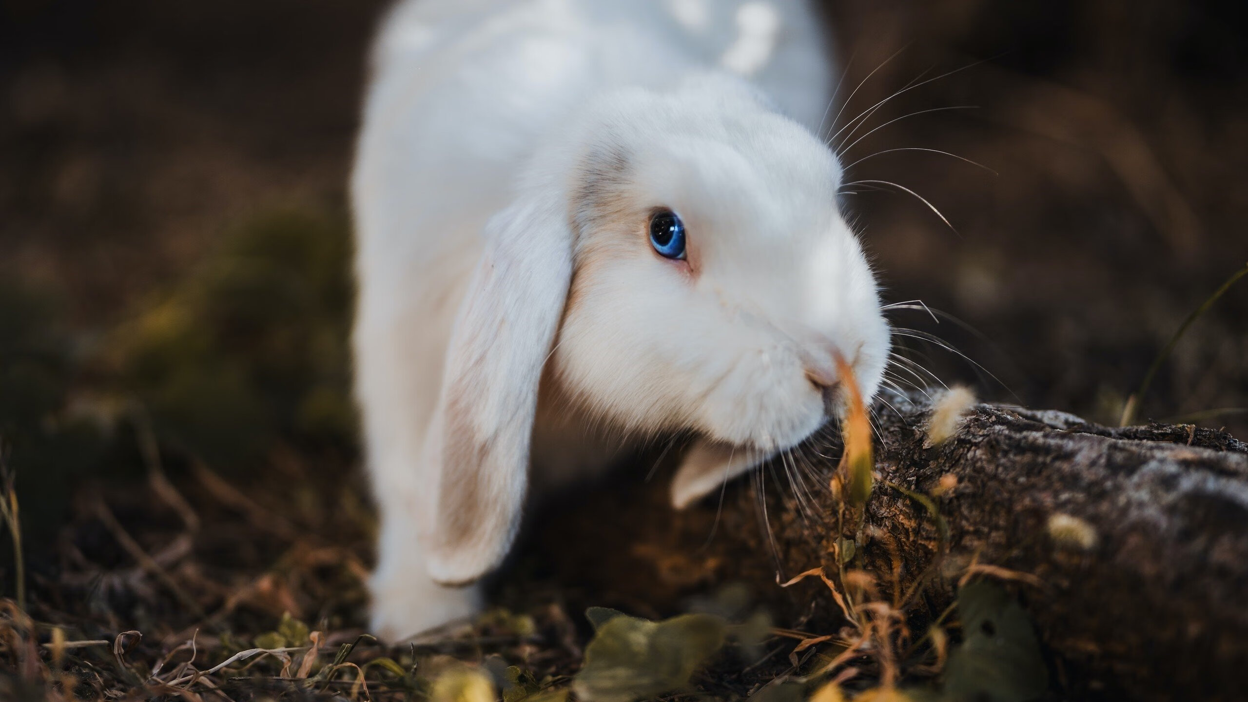 保利娜·普费夫10米跳台决赛夺冠有望