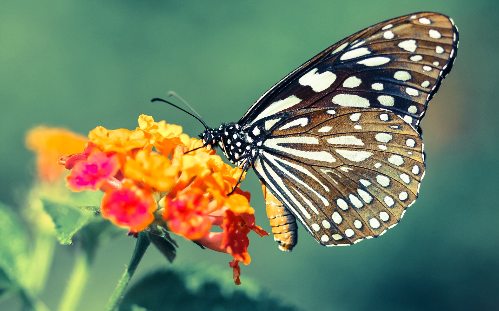 欧洲杯大变革:阵型、策略层出不穷!,欧洲杯 阵型