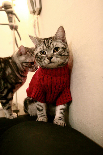 Leyu Sport登录入口-足球转会市场最新动态，足球最新转会信息2020