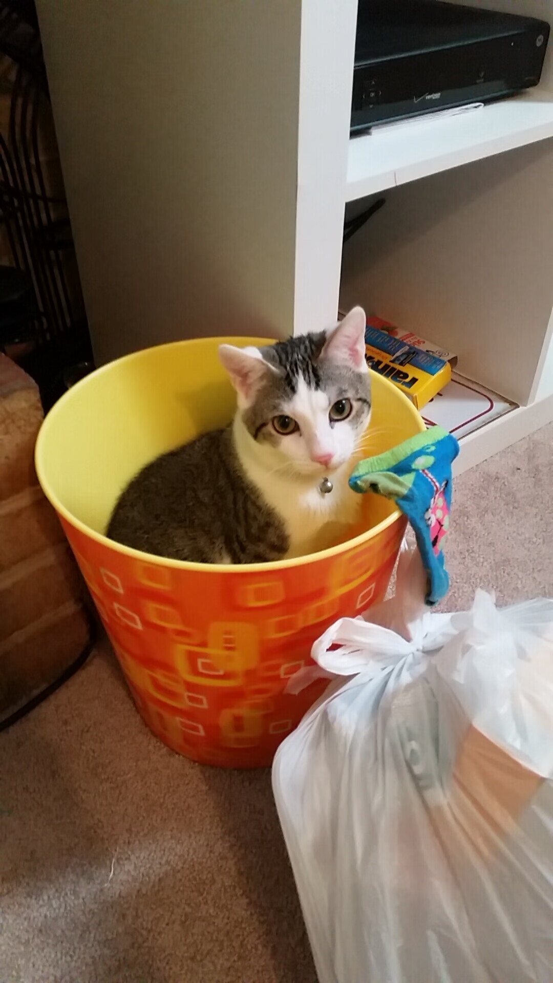 跳水动作连贯性增强,稳定性提升,跳水连续动作